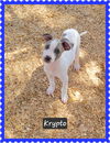 adoptable Dog in  named Krypto