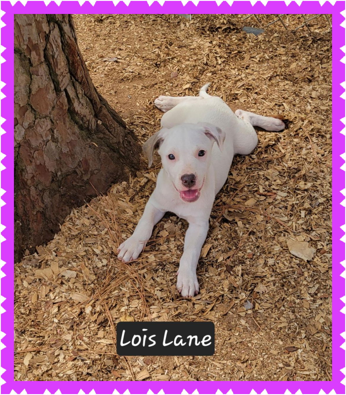 adoptable Dog in Granbury, TX named Lois Lane