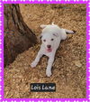 adoptable Dog in  named Lois Lane