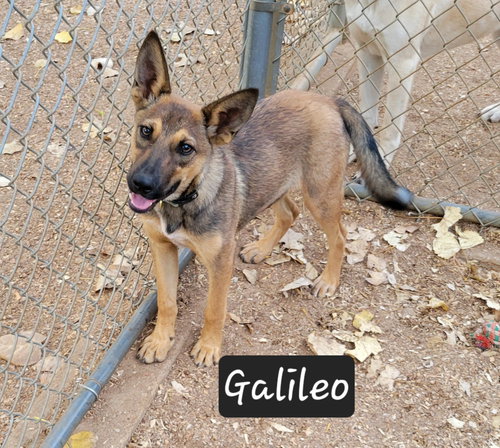 picture of the dog needing adoption