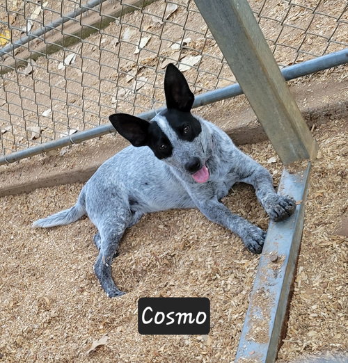 picture of the dog needing adoption