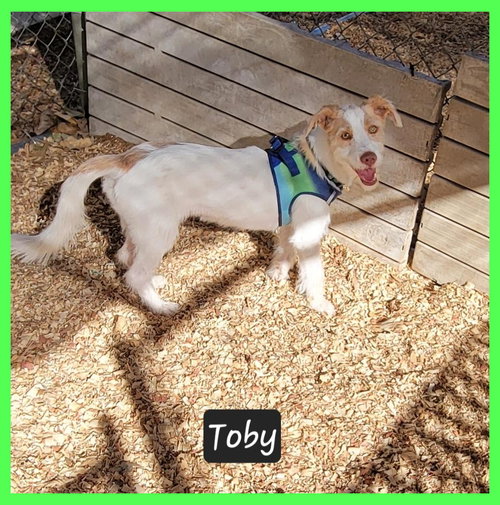 picture of the dog needing adoption