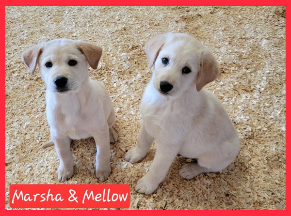 Marsha and Mellow