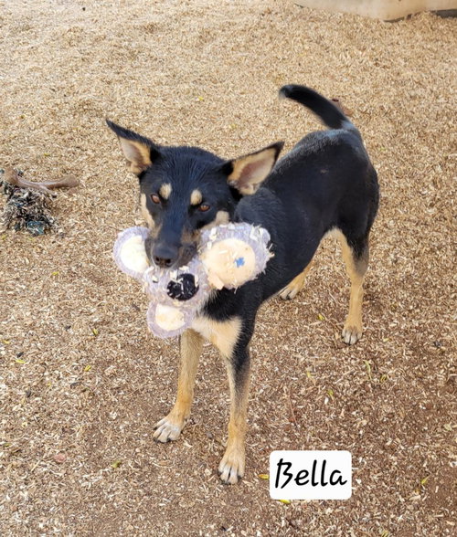 Bella, an adoptable Shepherd in Granbury, TX