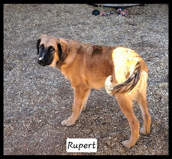 Rupert