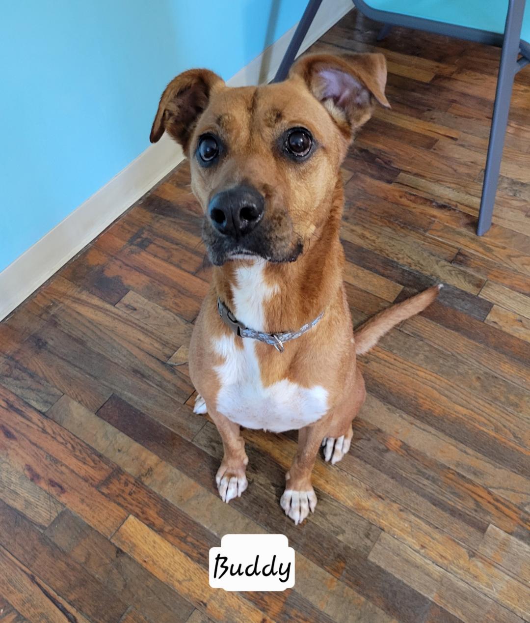 Buddy
