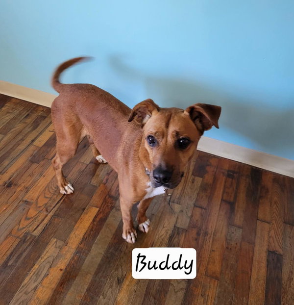 Buddy