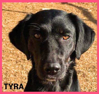 TYRA - Labrador Retriever available for adoption