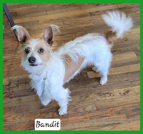 BANDIT - Jack Russell Terrier available for adoption