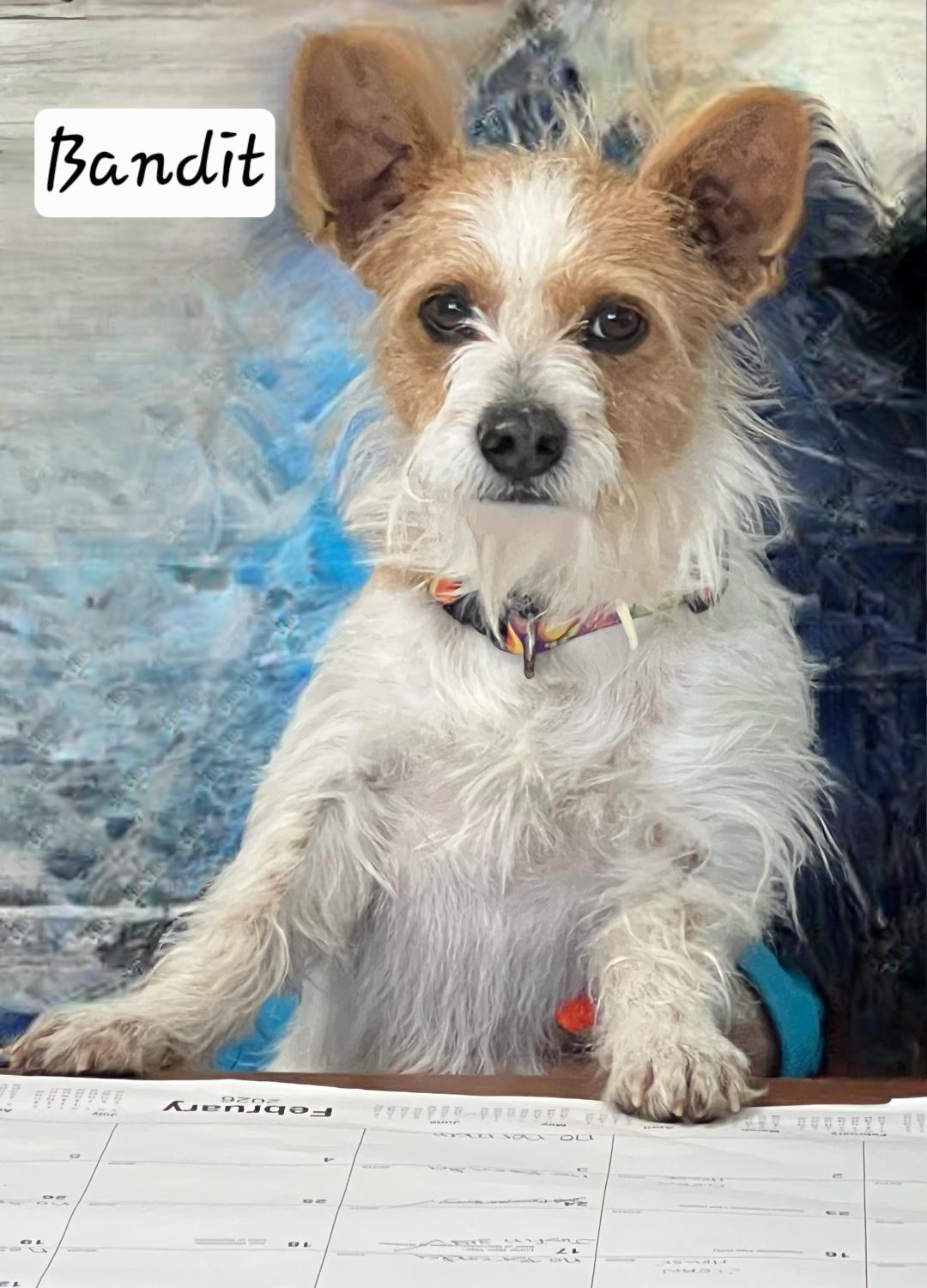 Terrier