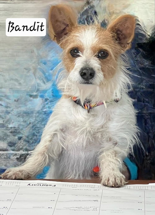 picture of the dog needing adoption