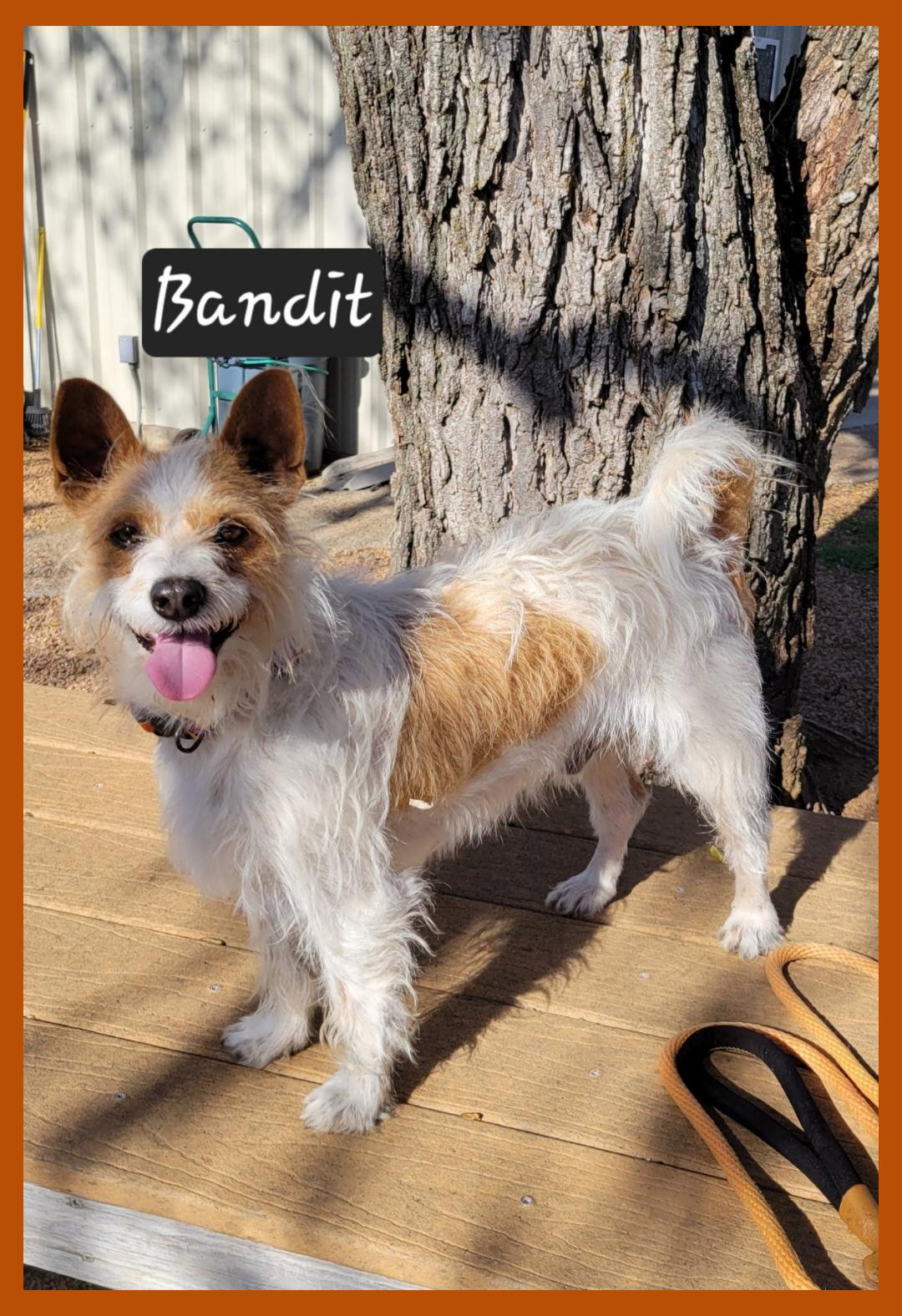 Bandit