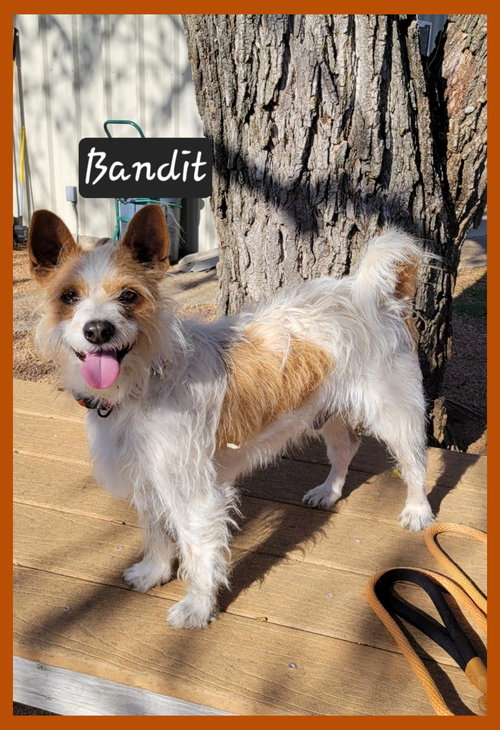 Bandit, an adoptable Jack Russell Terrier in Granbury, TX