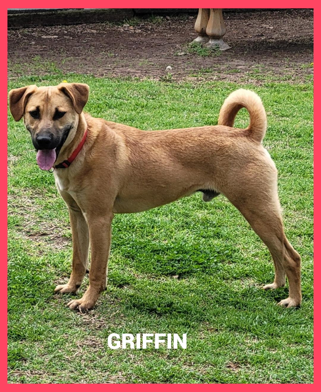 Griffin