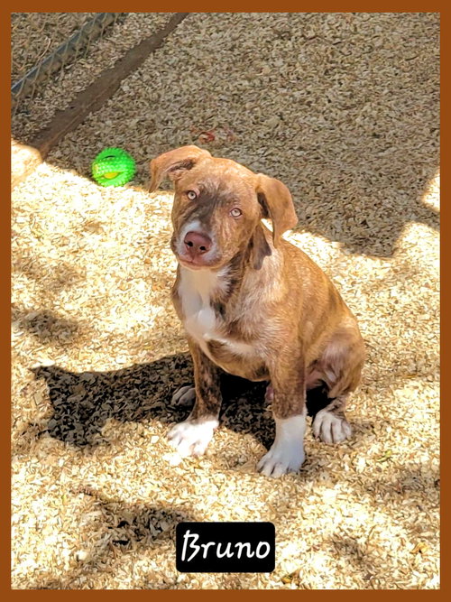 Bruno, an adoptable Labrador Retriever in Granbury, TX