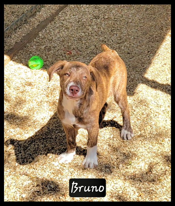 Bruno