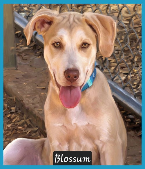 Blossom, an adoptable Hound in Granbury, TX