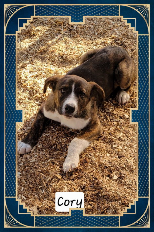 Cody, an adoptable Terrier in Granbury, TX