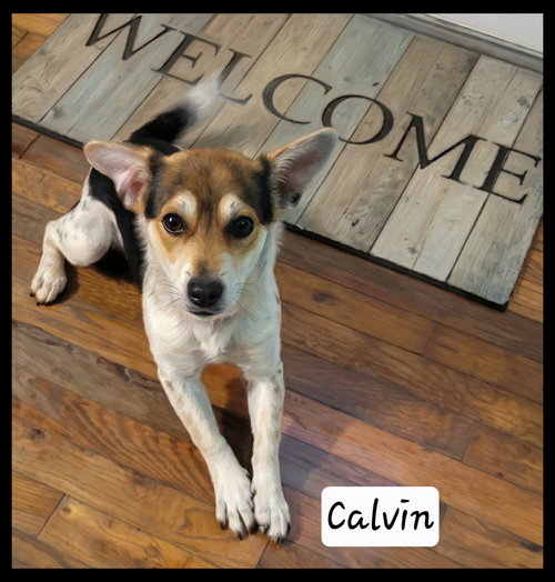 Calvin, an adoptable Terrier in Granbury, TX