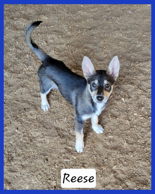 Reese, an adoptable Husky in Granbury, TX