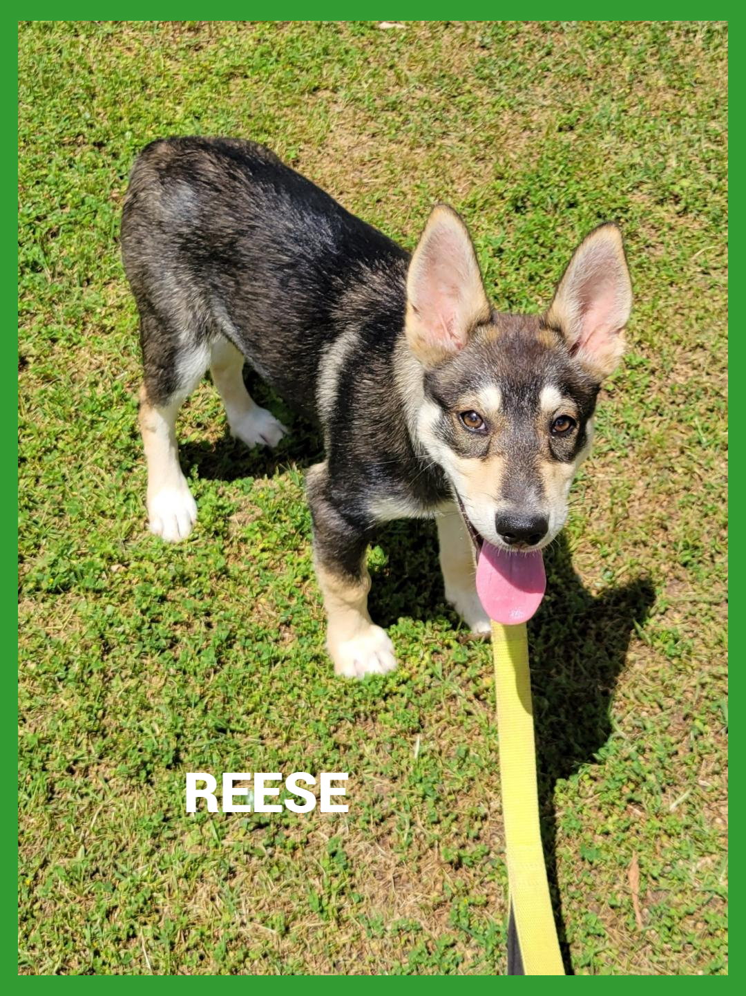 Reese