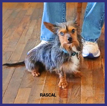 Rascal