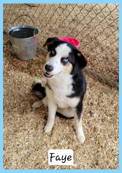 Faye, an adoptable Australian Shepherd in Granbury, TX