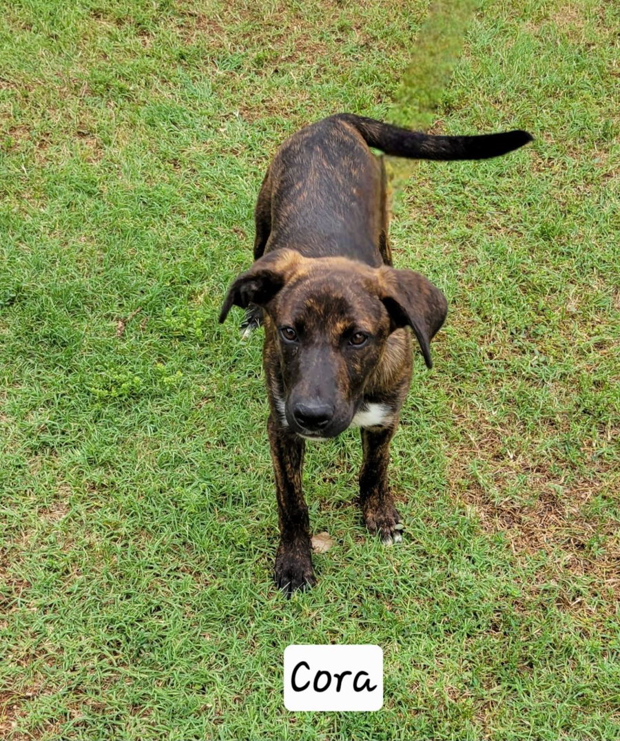 Cora