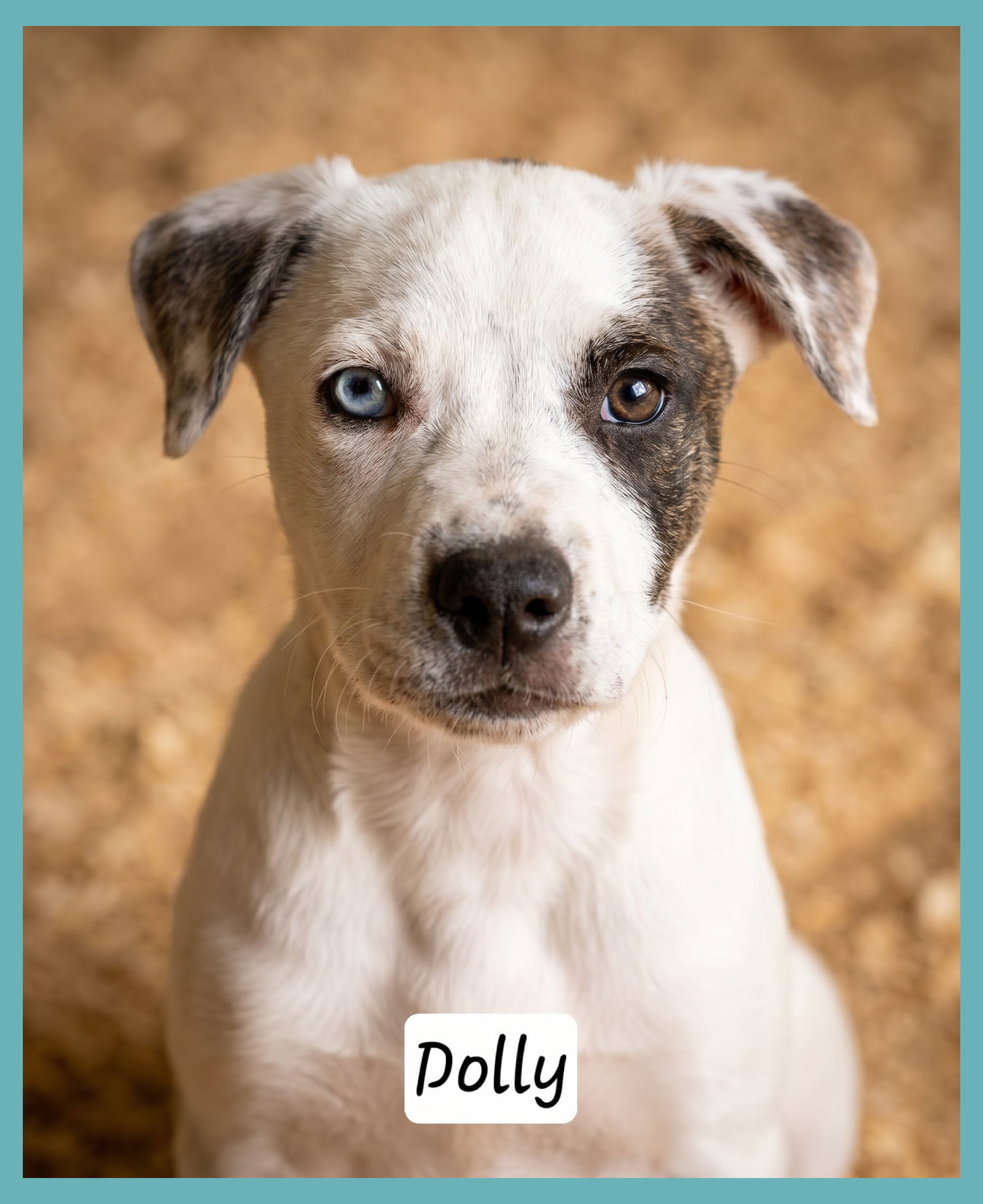Dolly