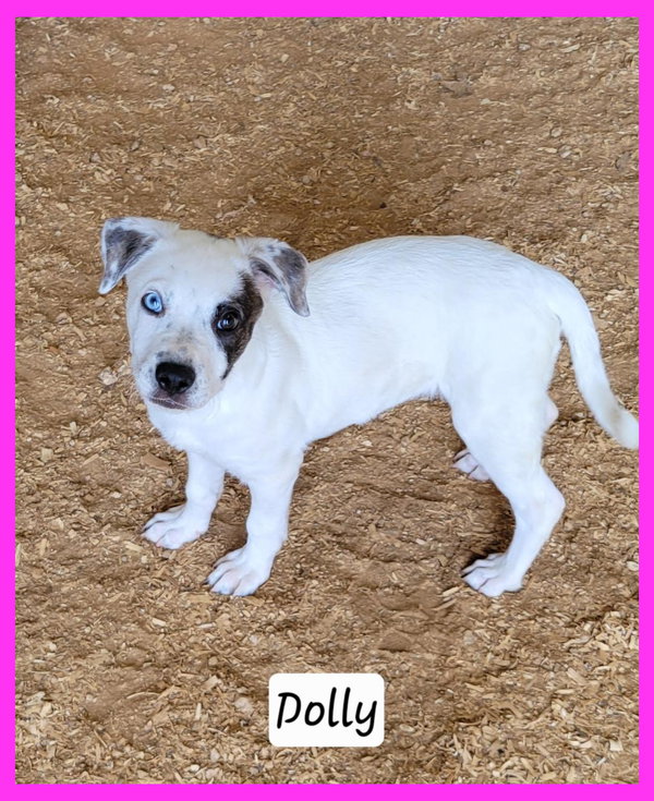 Dolly