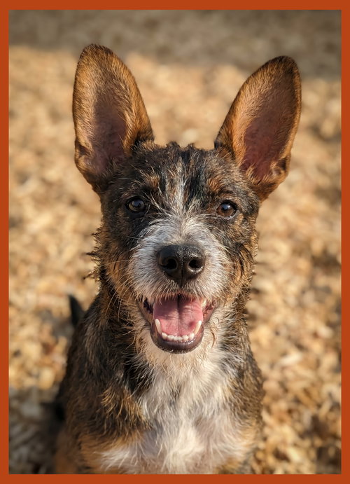 Radar, an adoptable Schnauzer in Granbury, TX
