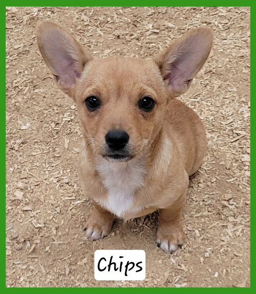 Chips, an adoptable Chihuahua in Granbury, TX
