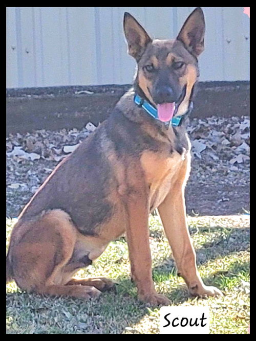 Scout, an adoptable Shepherd in Granbury, TX