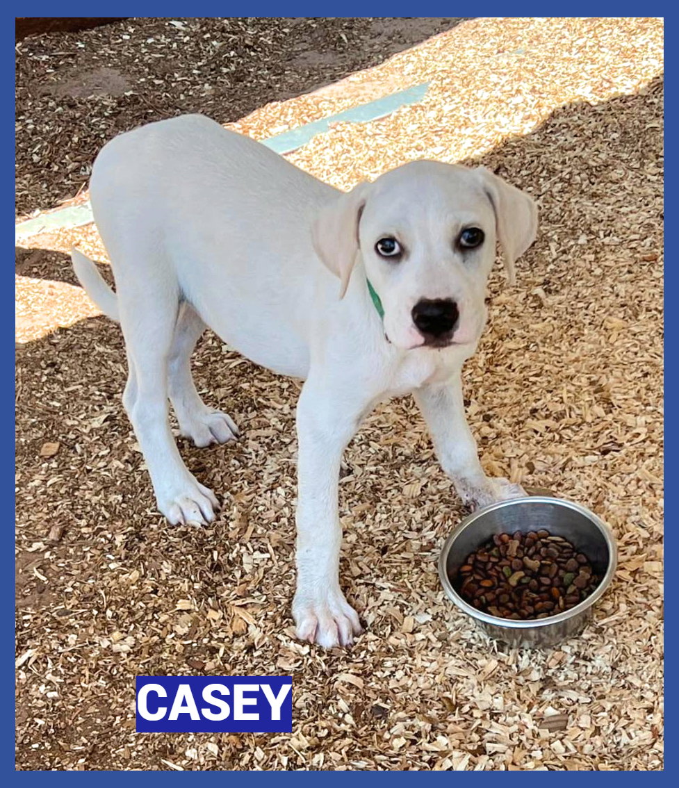 Casey