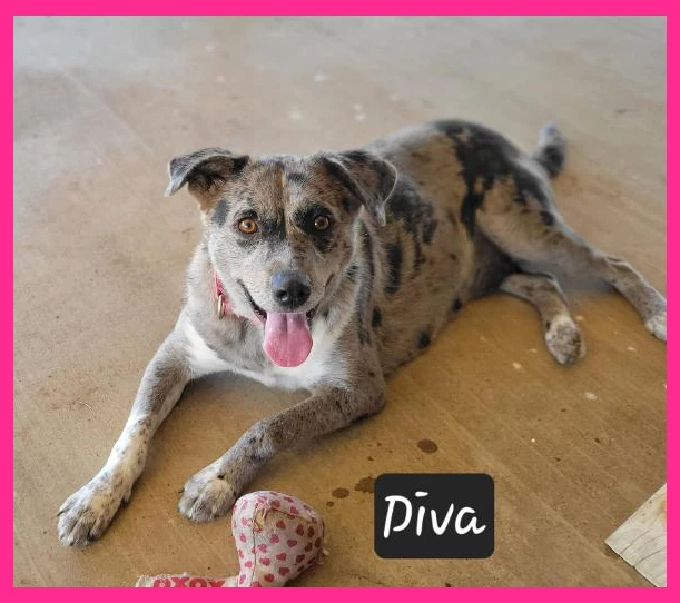 Diva