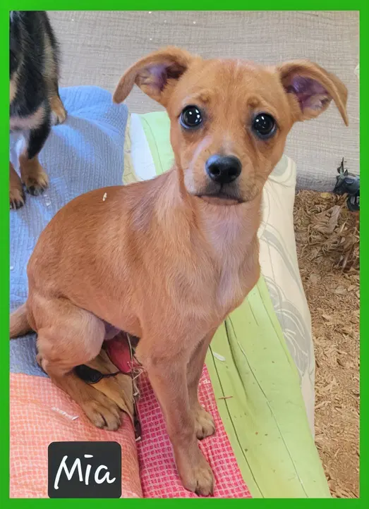 Mia - Chihuahua