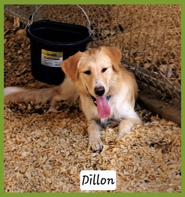 Dillon