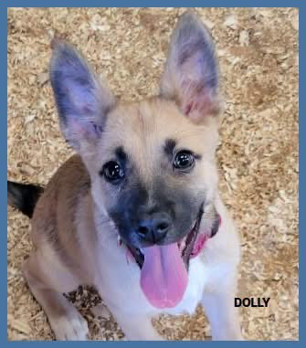 Dolly