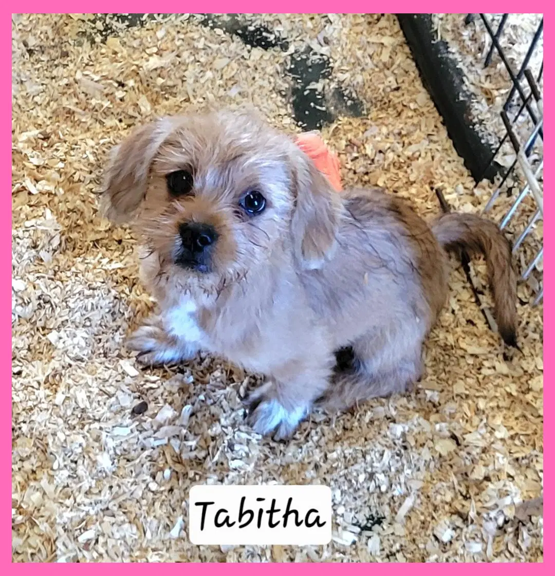 Tabitha - Terrier