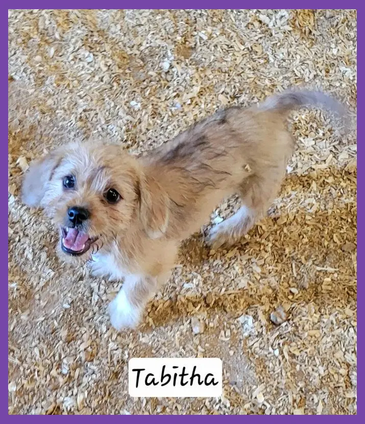 Tabitha image 2