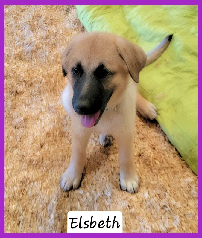Elsbeth - Anatolian Shepherd