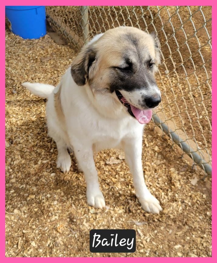Bailey, Great Pyrenees