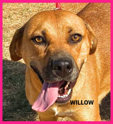 Willow