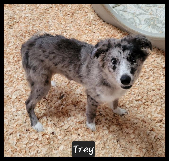 Trey, Australian Shepherd