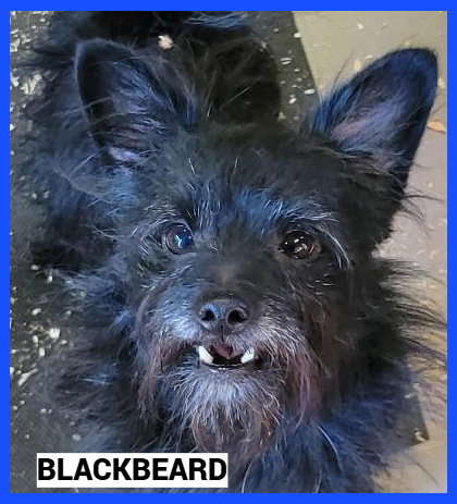 Photo 2 of Blackbeard