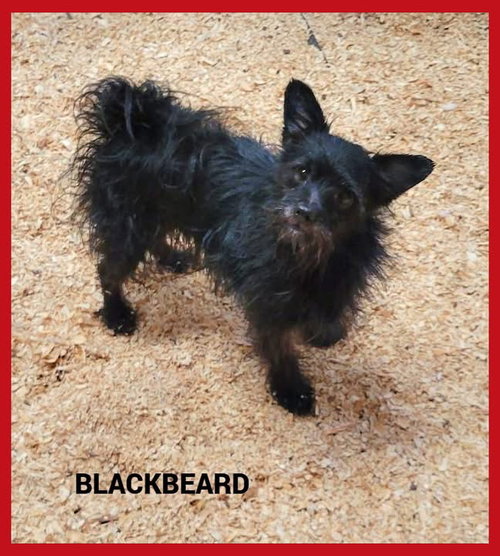 Blackbeard, a dog for adoption from Friends for Animals Adoption Shelter