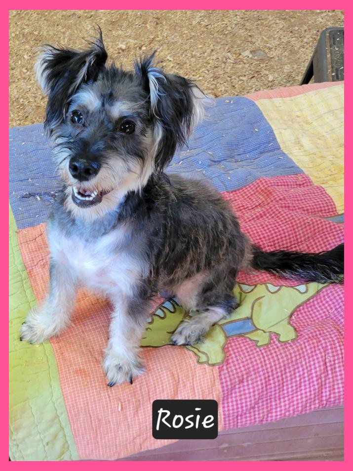 Rosie, Schnauzer