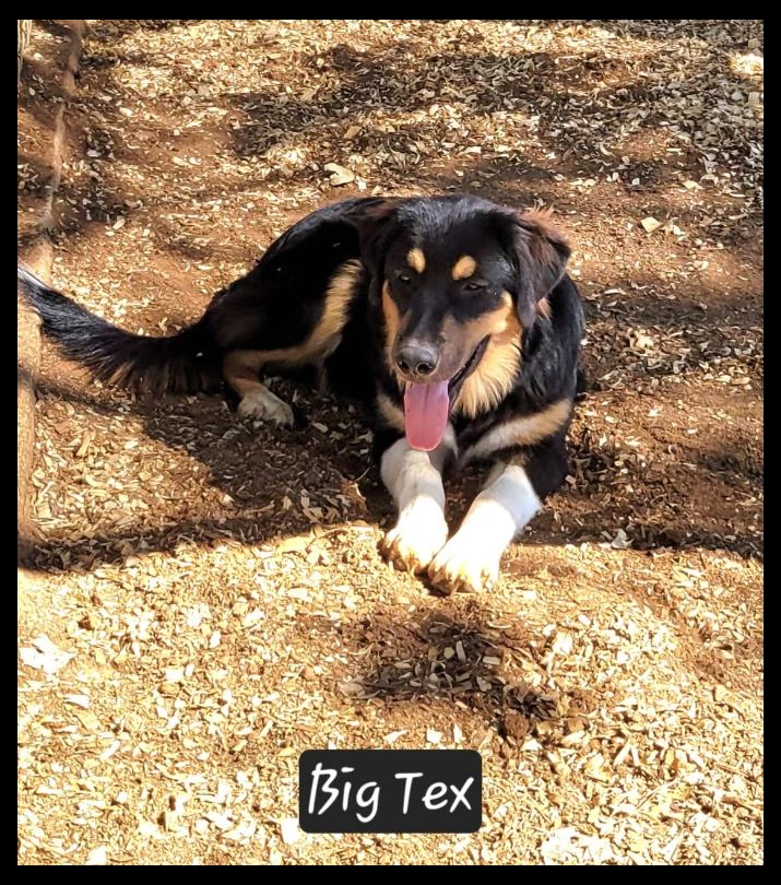 Big Tex