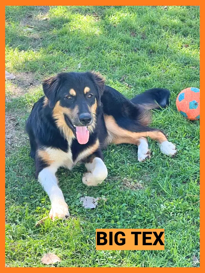 Big Tex - Aussie