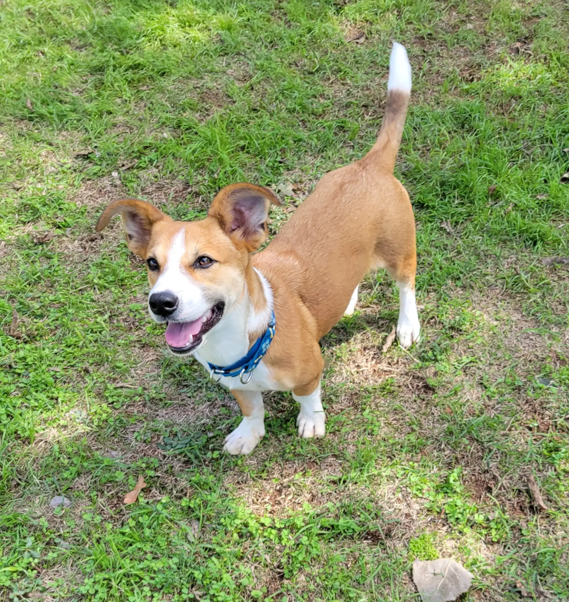 Bodie - Corgi